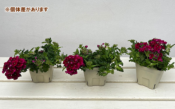 バーベナ：エンプレス　バーガンディ3.5号ポット