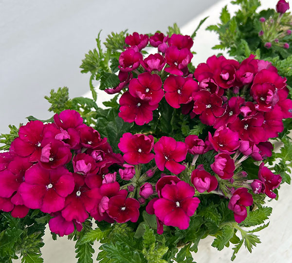 バーベナ：エンプレス　バーガンディ3.5号ポット