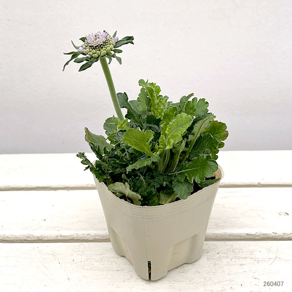 スカビオサ：アメジストブルー3.5号ポット