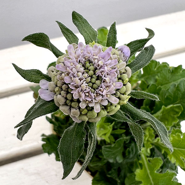 スカビオサ：アメジストブルー3.5号ポット