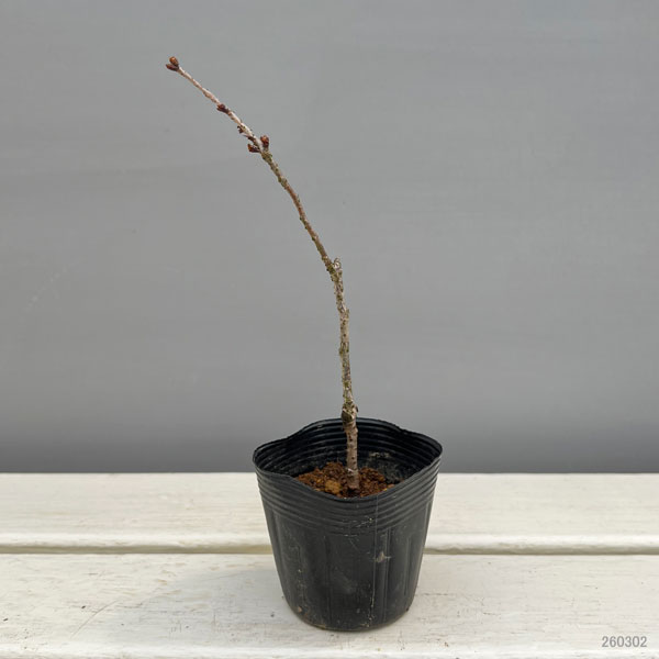 桜：小原四季咲（おばらしきざき）2.5号ポット