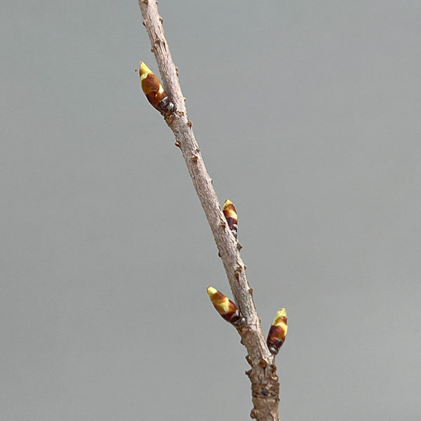 桜：小原四季咲（おばらしきざき）2.5号ポット