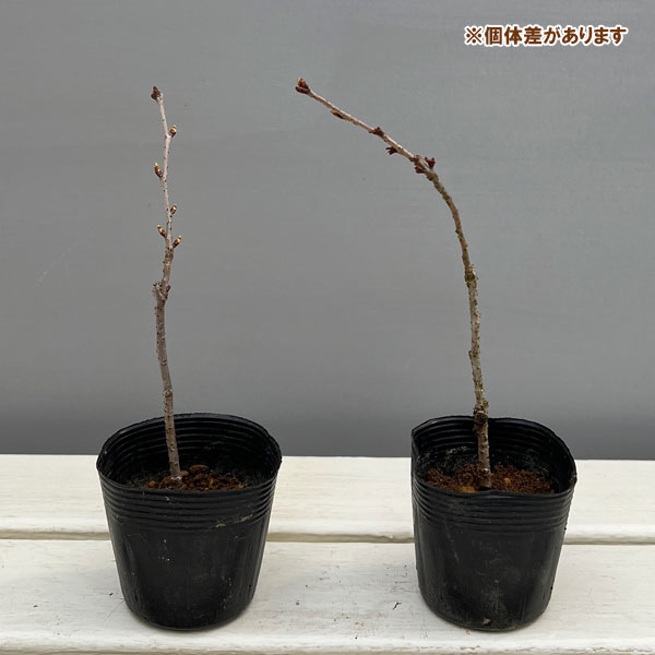 桜：小原四季咲（おばらしきざき）2.5号ポット