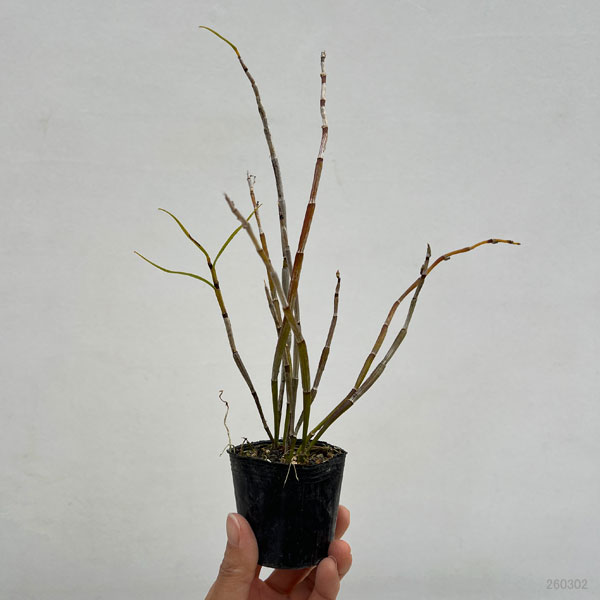 セッコク（石斛）2-2.5号ポット