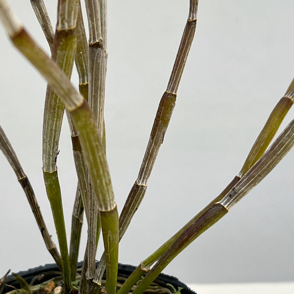 セッコク（石斛）2-2.5号ポット