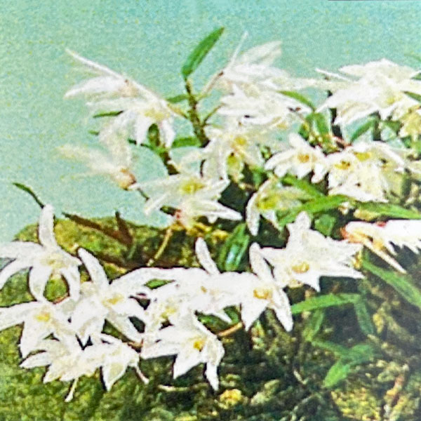 セッコク（石斛）2-2.5号ポット