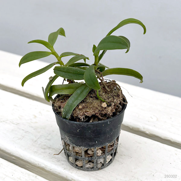 カシノキラン2-2.5号ポット