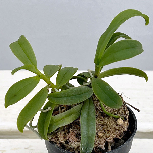 カシノキラン2-2.5号ポット