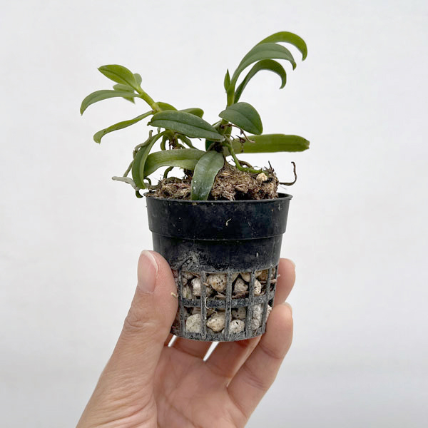 カシノキラン2-2.5号ポット