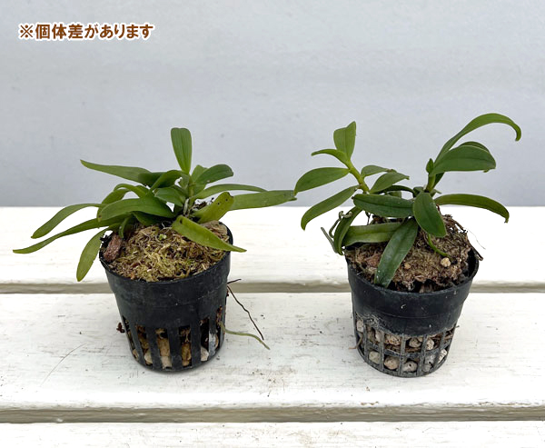 カシノキラン2-2.5号ポット