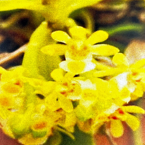 カシノキラン2-2.5号ポット