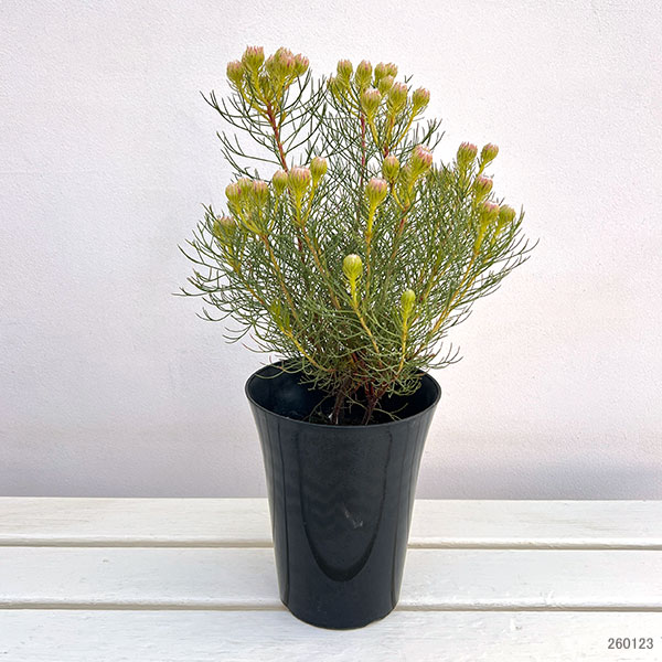 セルリア(ジョーイセルリア):ラズベリーバースト 5号鉢植え