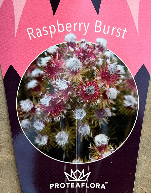 セルリア(ジョーイセルリア):ラズベリーバースト 5号鉢植え