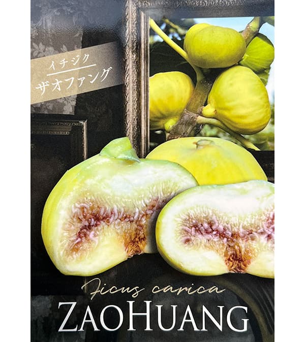 イチジク：ザオファング5号ポット