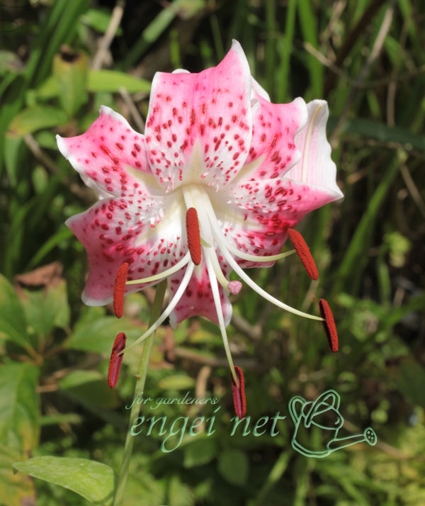 ユリ：島鹿の子百合3.5号ポット