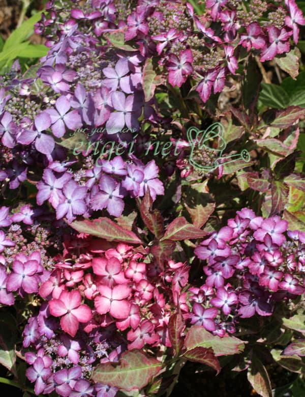 ヤマアジサイ：陽炎（カゲロウ）3号ポット*