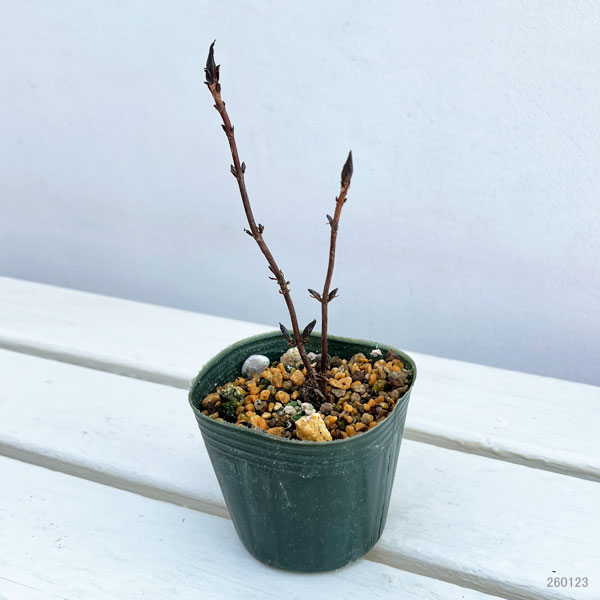 ヤマアジサイ：陽炎（カゲロウ）3号ポット*