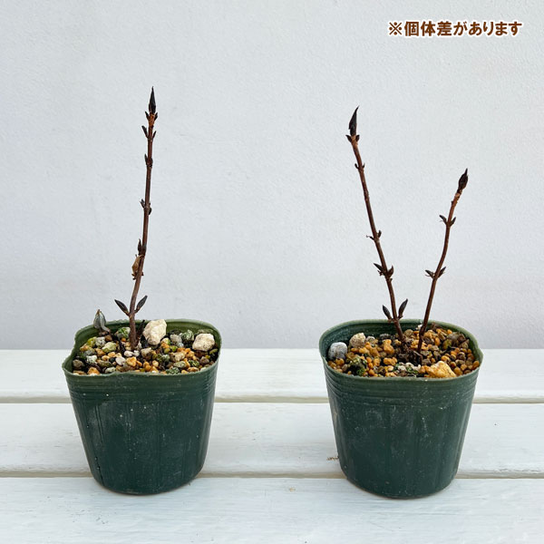 ヤマアジサイ：陽炎（カゲロウ）3号ポット*