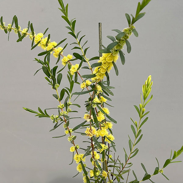 ヒポカリマ:ブライトモーニング3号ポット