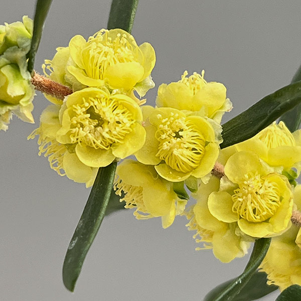 ヒポカリマ:ブライトモーニング3号ポット