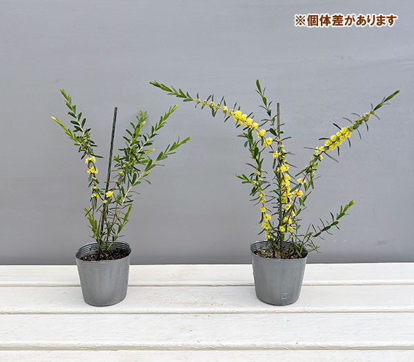 ヒポカリマ:ブライトモーニング3号ポット