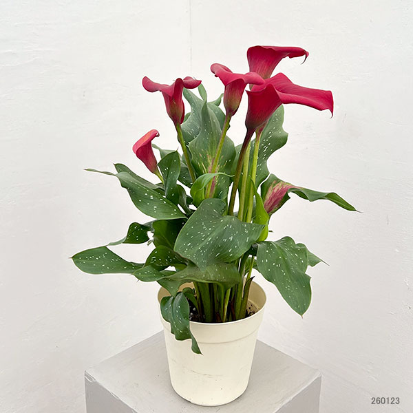 カラー：レッド　5号鉢植え