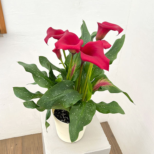 カラー：レッド　5号鉢植え