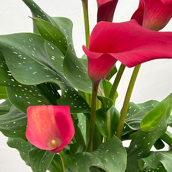 カラー：レッド　5号鉢植え