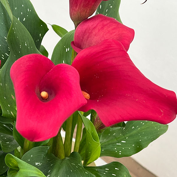 カラー：レッド　5号鉢植え