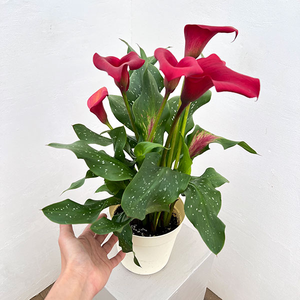 カラー：レッド　5号鉢植え