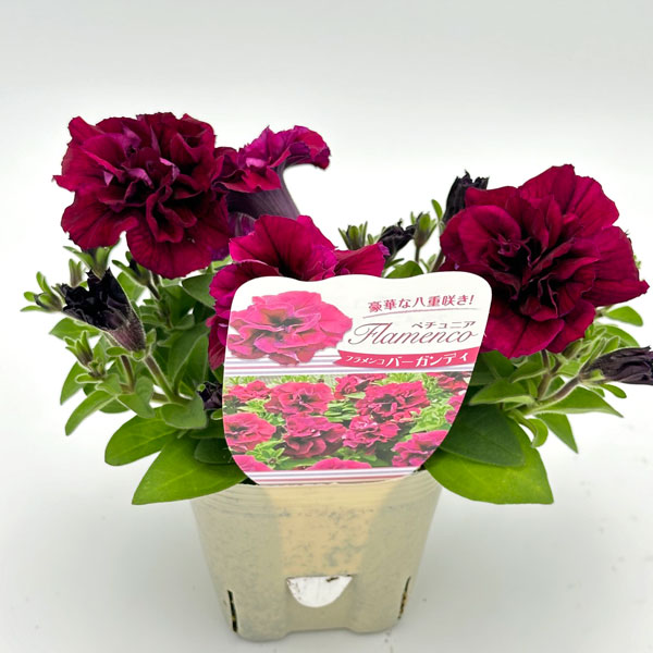 [26年4月上旬予約]ペチュニア：フラメンコ　バーガンディ3.5号ポット
