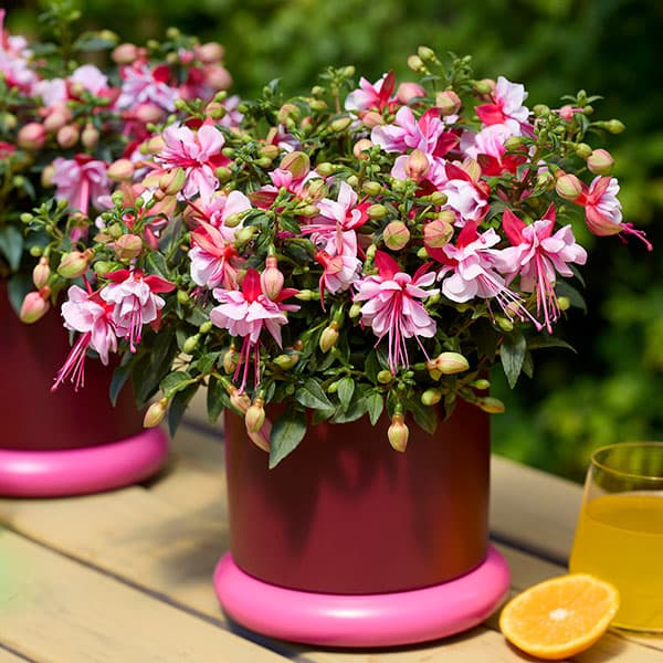 [26年4月下旬予約]フクシア（ホクシア）：ベラ ビアンカ3号ポット