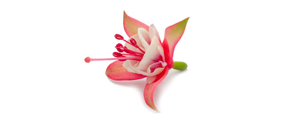 [26年4月下旬予約]フクシア（ホクシア）：ベラ ビアンカ3号ポット