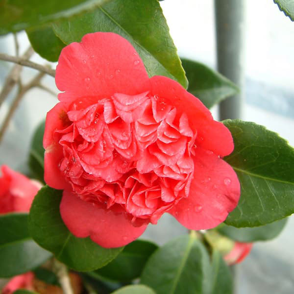 ツバキ（椿）：卜伴雲竜（ぼくはんうんりゅう）4.5号ポット