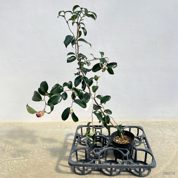 ツバキ（椿）：卜伴雲竜（ぼくはんうんりゅう）4.5号ポット