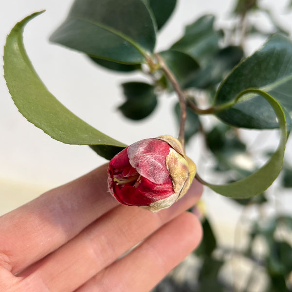 ツバキ（椿）：卜伴雲竜（ぼくはんうんりゅう）4.5号ポット