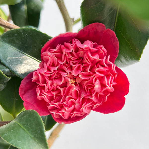 ツバキ（椿）：卜伴雲竜（ぼくはんうんりゅう）4.5号ポット