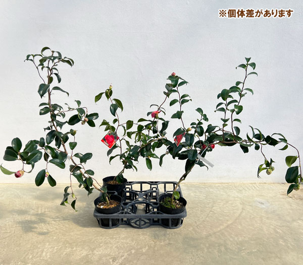 ツバキ（椿）：卜伴雲竜（ぼくはんうんりゅう）4.5号ポット