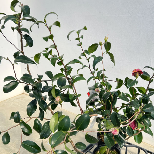 ツバキ（椿）：卜伴雲竜（ぼくはんうんりゅう）4.5号ポット