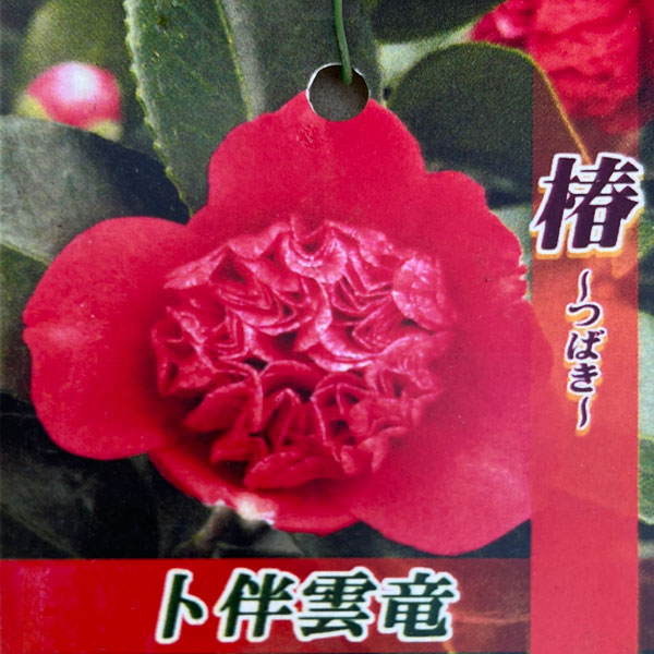 ツバキ（椿）：卜伴雲竜（ぼくはんうんりゅう）4.5号ポット