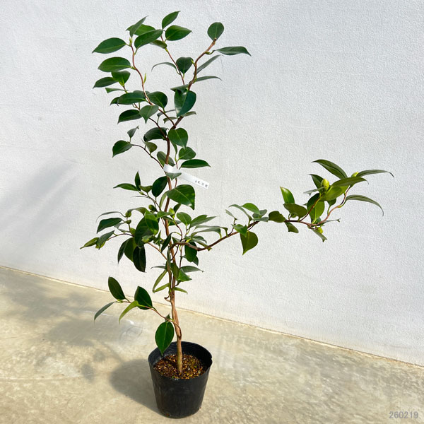 ツバキ（椿）：白花雲竜（しろばなうんりゅう）4.5号ポット