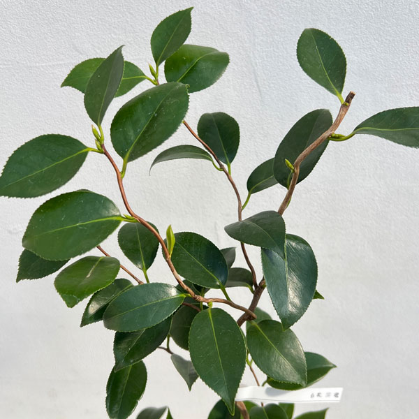 ツバキ（椿）：白花雲竜（しろばなうんりゅう）4.5号ポット