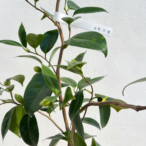 ツバキ（椿）：白花雲竜（しろばなうんりゅう）4.5号ポット