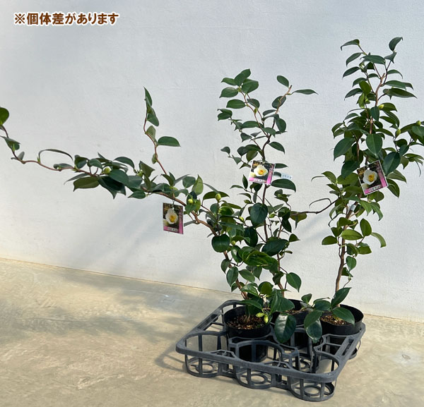 ツバキ（椿）：白花雲竜（しろばなうんりゅう）4.5号ポット