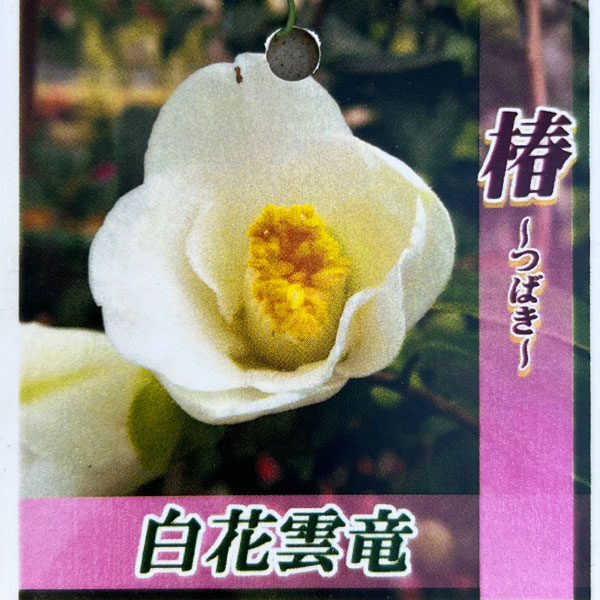 ツバキ（椿）：白花雲竜（しろばなうんりゅう）4.5号ポット