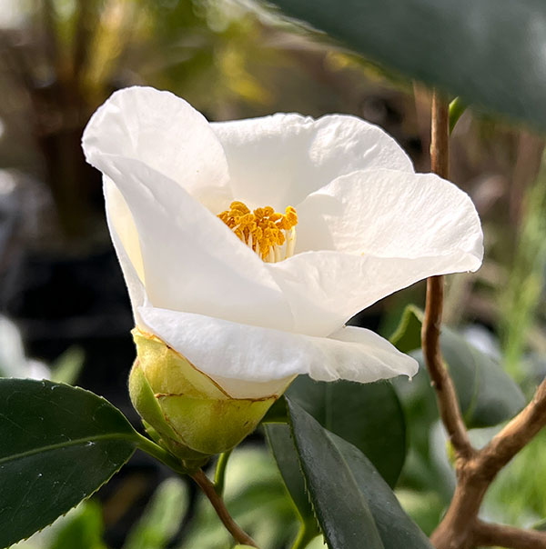 ツバキ（椿）：白花雲竜（しろばなうんりゅう）4.5号ポット