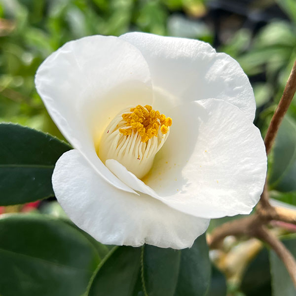 ツバキ（椿）：白花雲竜（しろばなうんりゅう）4.5号ポット