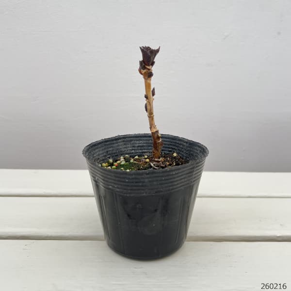 アジサイ：スターリットジュエル3.5号ポット