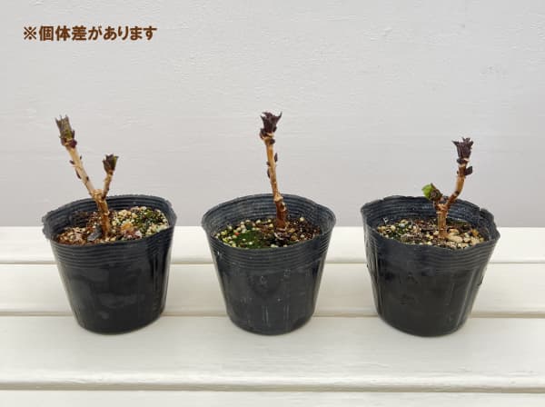 アジサイ：スターリットジュエル3.5号ポット