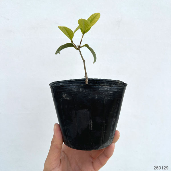 ツバキ（椿）：金花茶（キンカチャ） 3号ポット[1月～2月頃開花　中国産黄色椿]